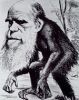 Darwin ape
